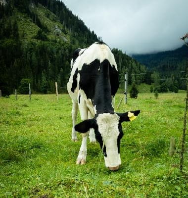 vertical-shot-black-white-cow-green-field