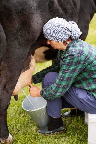 woman-milking-cow